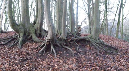 Galgenbergbosje